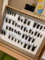 Zajęcia przyrodnicze: Pokaz chrząszczy